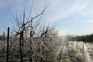 So können die Eisheiligen zuschlagen: Frostiger Apfelanbau im Alten Land rund um Hamburg. Foto: Imago/Gianna Schade