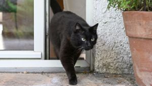 In der Katzenschutzverordnung werden die Besitzer verstärkt in die Pflicht genommen. Foto: dpa/Bernd Weißbrod