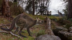 So wie in dieser Rekonstruktion könnte das ausgestorbene Riesenkänguru ausgesehen haben. Foto: Peter Trusler// Victoria