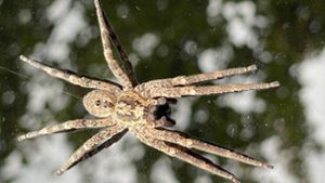 Die Nosferatu-Spinne ist groß, dick und gut an ihrer charakteristischen Rückenzeichnung zu erkennen. Foto: dpa/Thomas Lutz